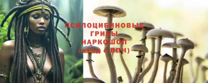 omg как зайти  Куса  Псилоцибиновые грибы Psilocybe 