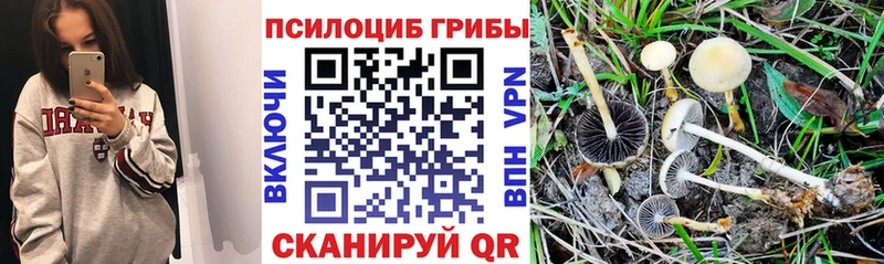 закладка Куса Галлюциногенные грибы Psilocybe